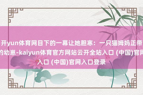 开yun体育网目下的一幕让她胆寒：一只猫姆妈正带着刚出身的幼崽-kaiyun体育官方网站云开全站入口 (中国)官网入口登录